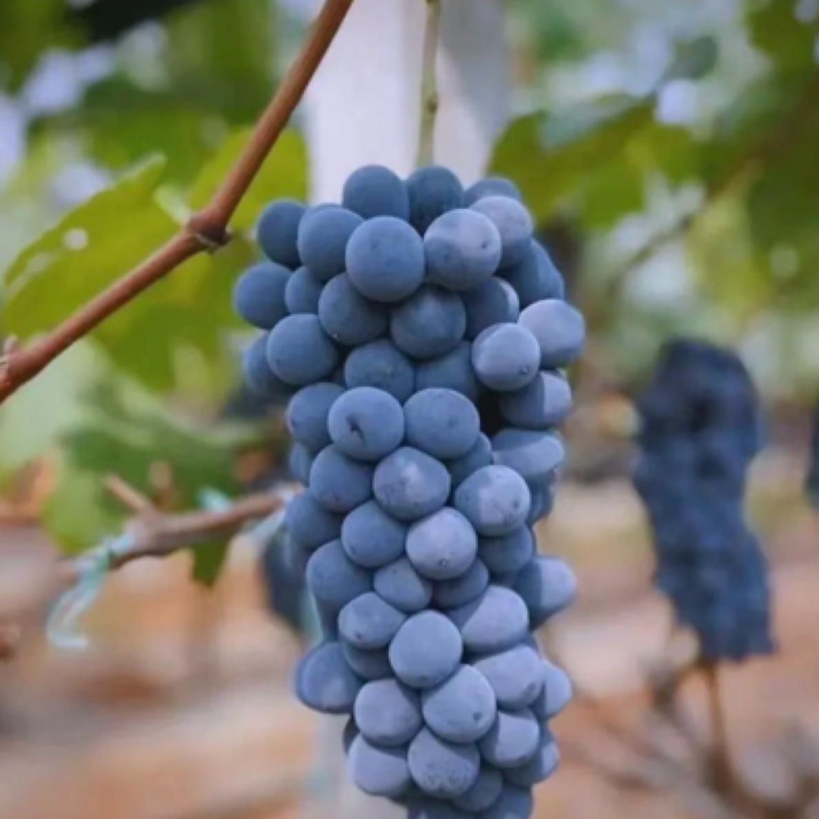 【水果姐姐推荐顺丰包邮】新疆阿克苏  蓝莓葡萄新疆维吾尔自治区