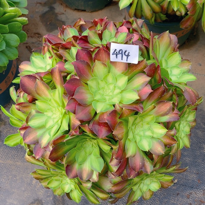 494韶华绣球精品法师duo rou