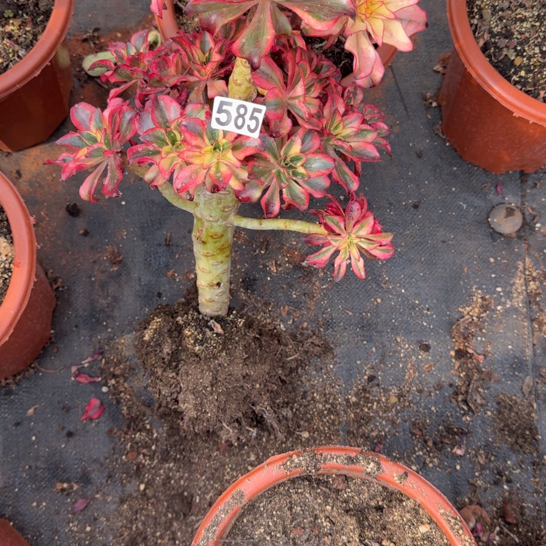 缘***梦585多肉植物魅影有干伤