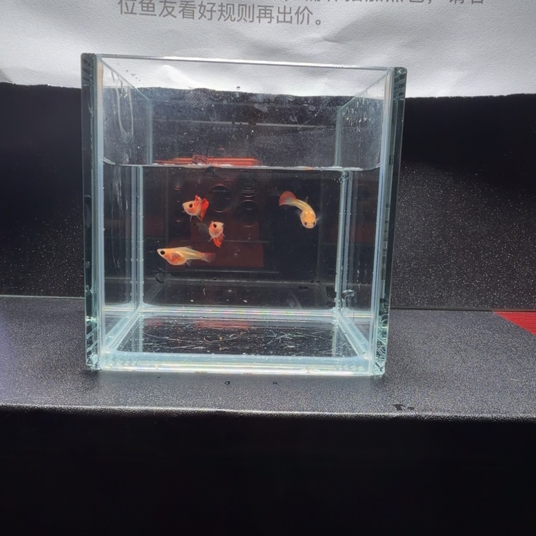 孔雀鱼银河琉璃短体2对