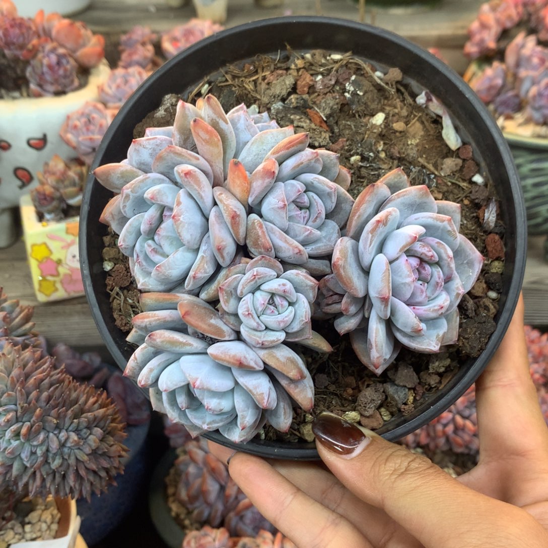 石榴籽无砍花花花花