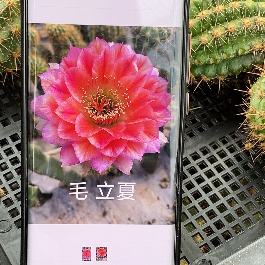 毛 立夏侧芽歪20包邮/5公分