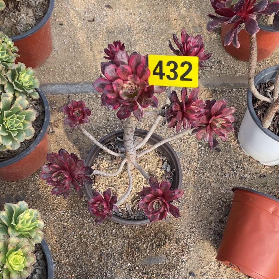 紫霞多肉法师432