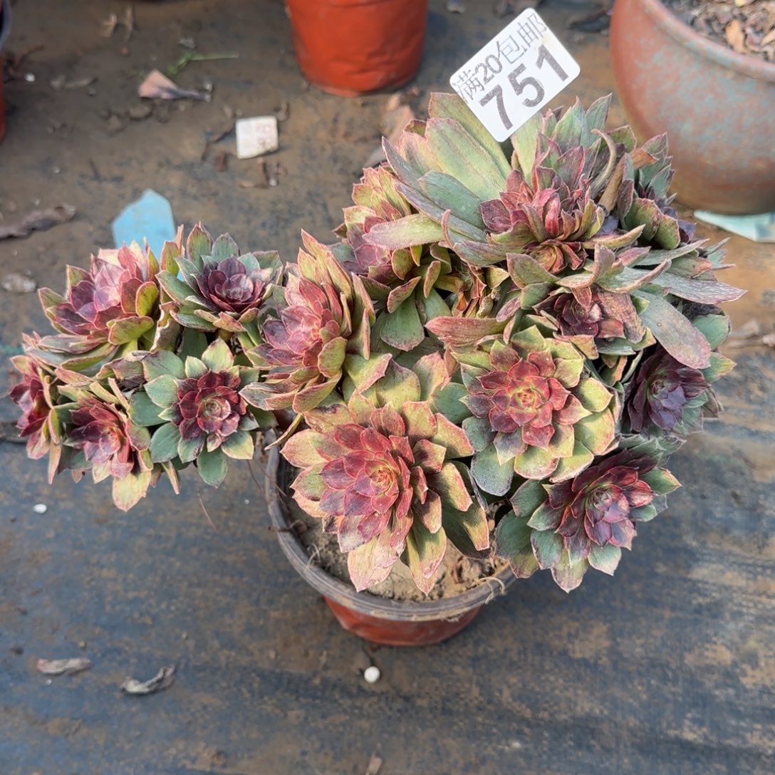 红丝绒751满20包邮断枝不包