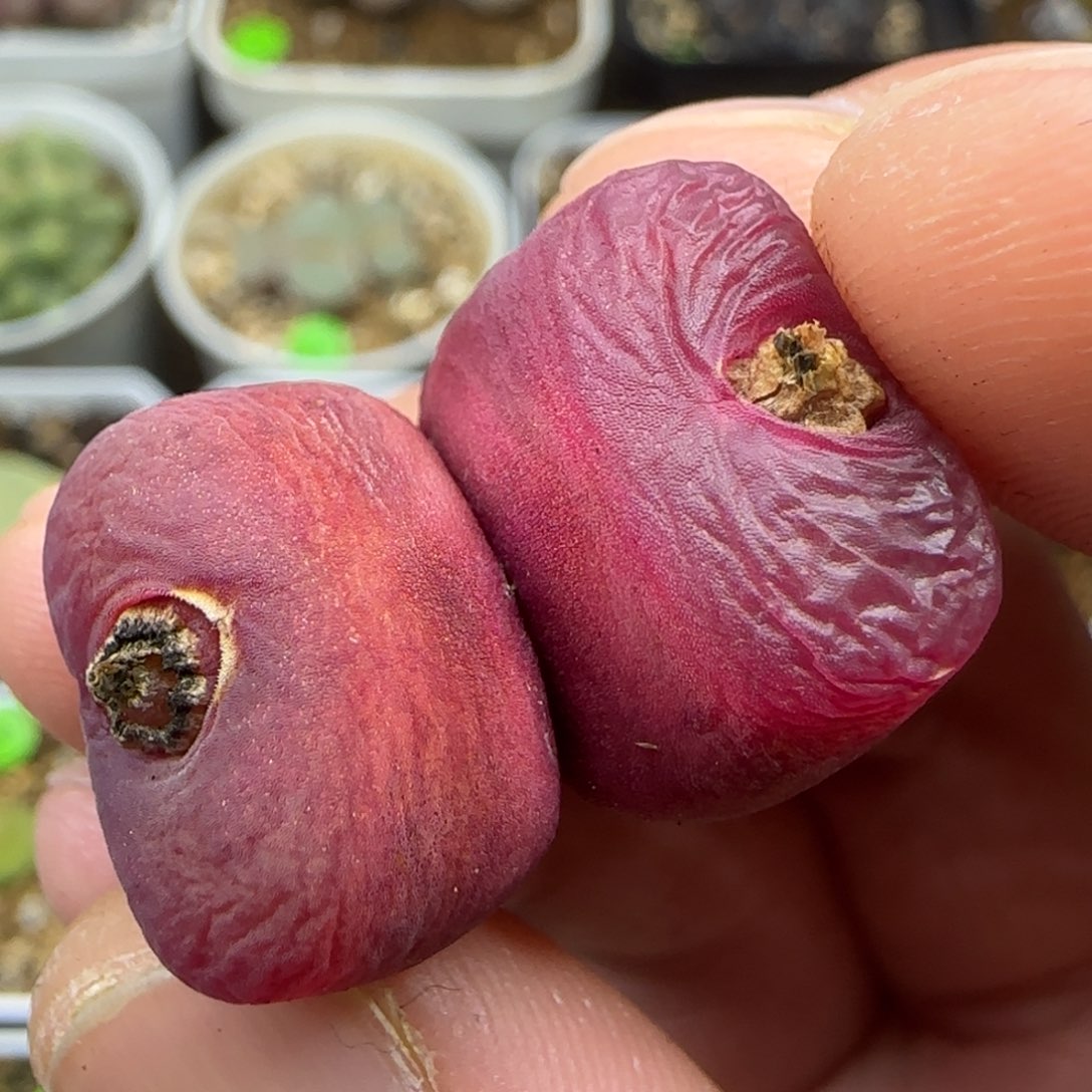 丝绒双头多肉植物