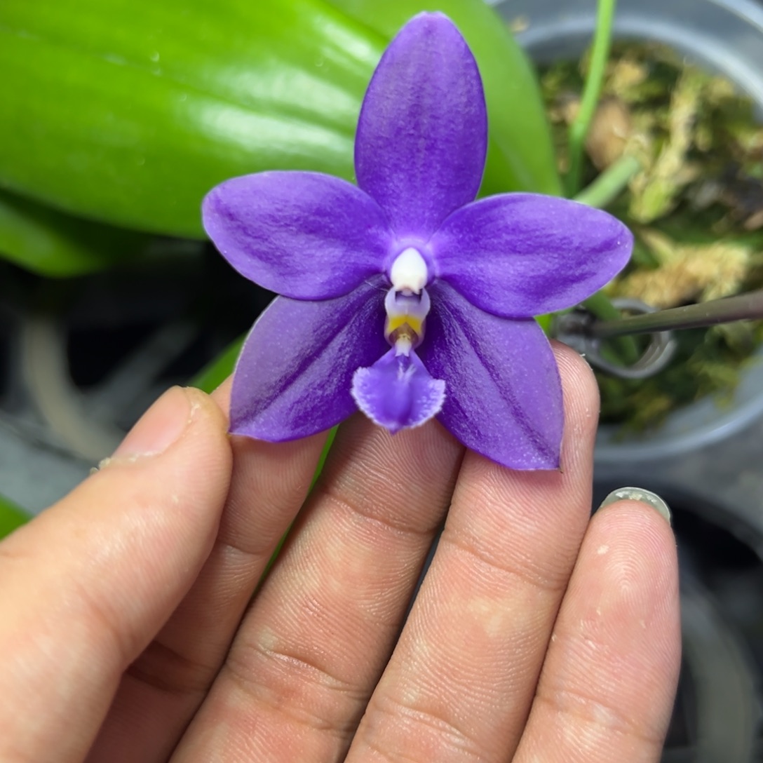 完全开放l287三寸ys1180