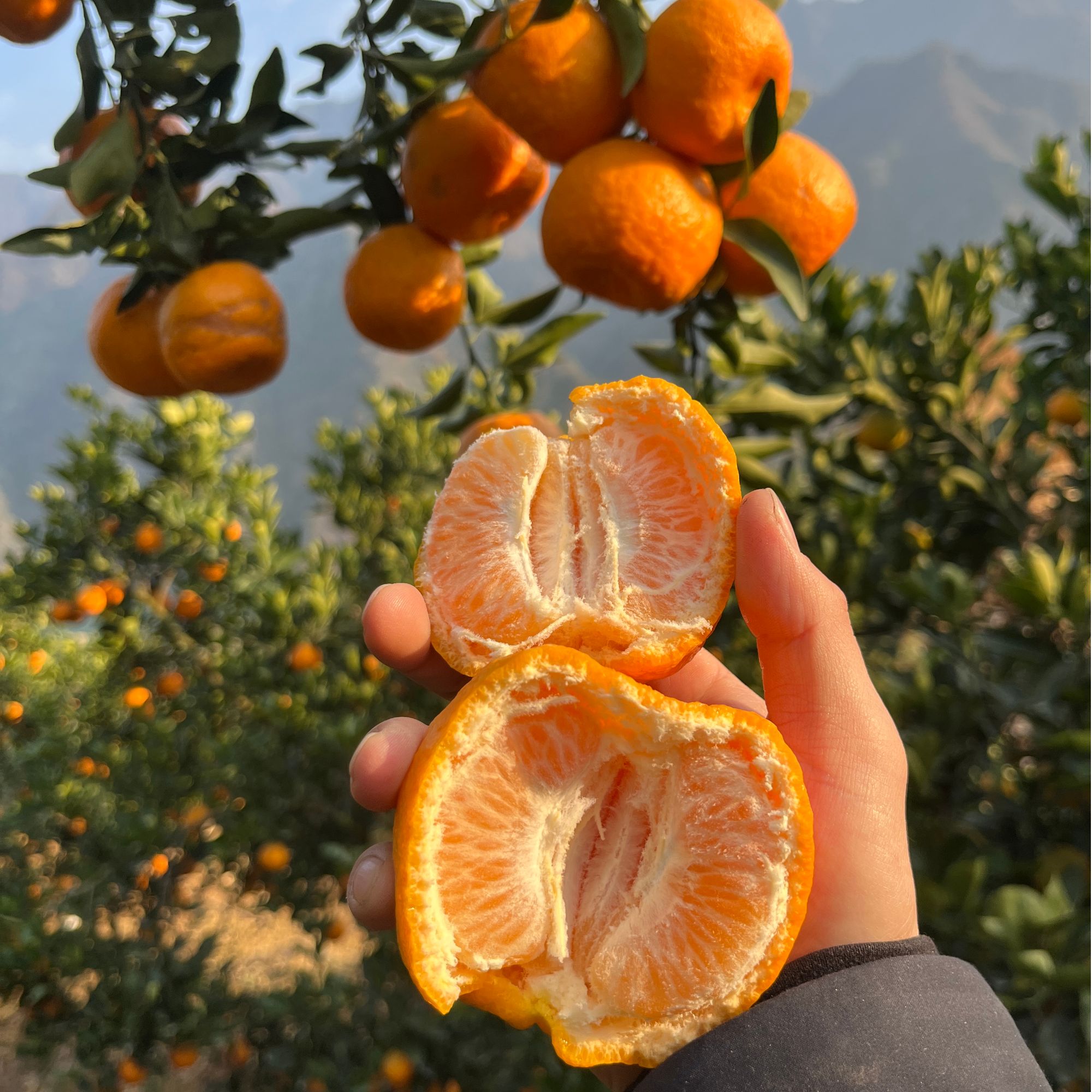 正宗秭归沙镇溪椪柑新鲜应季水果细嫩多汁香甜可口