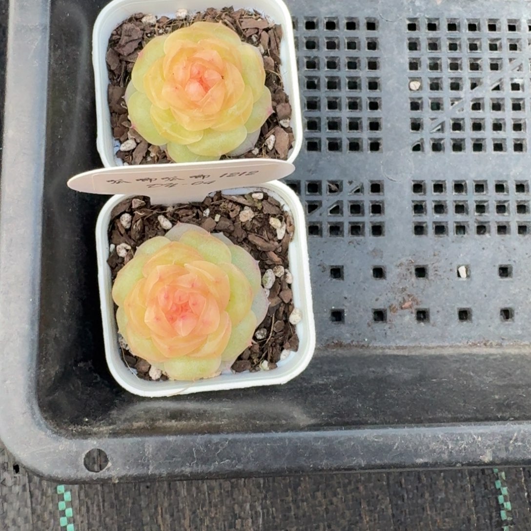 x***.1212-4-追月两颗打包多肉