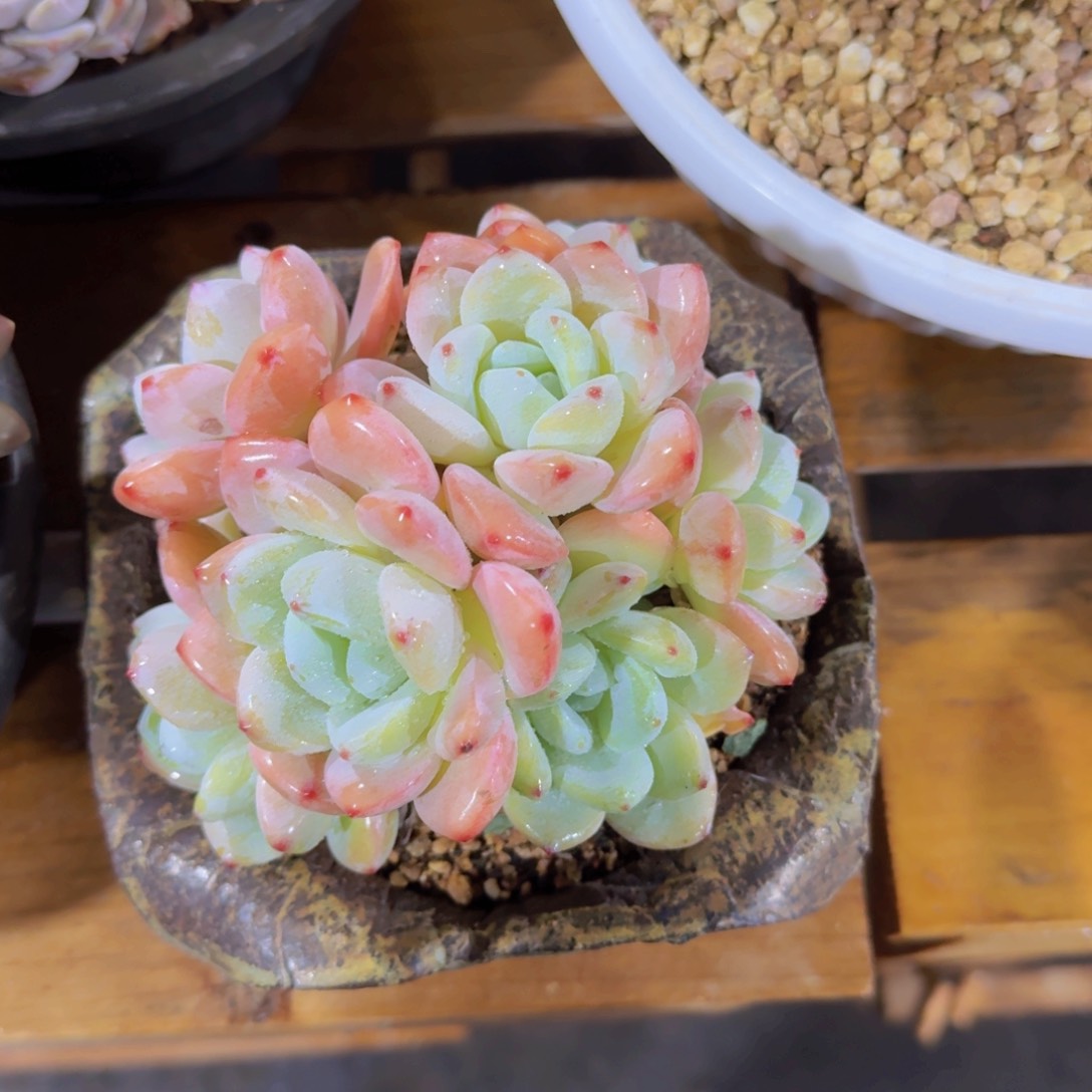 美慕花坊，一物一拍。