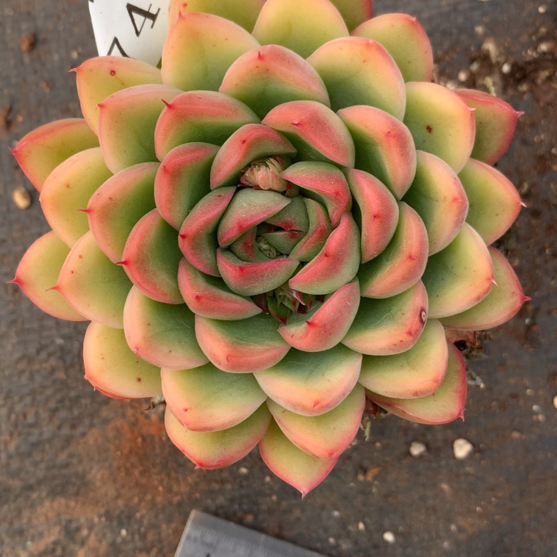 7458杂交多肉植物