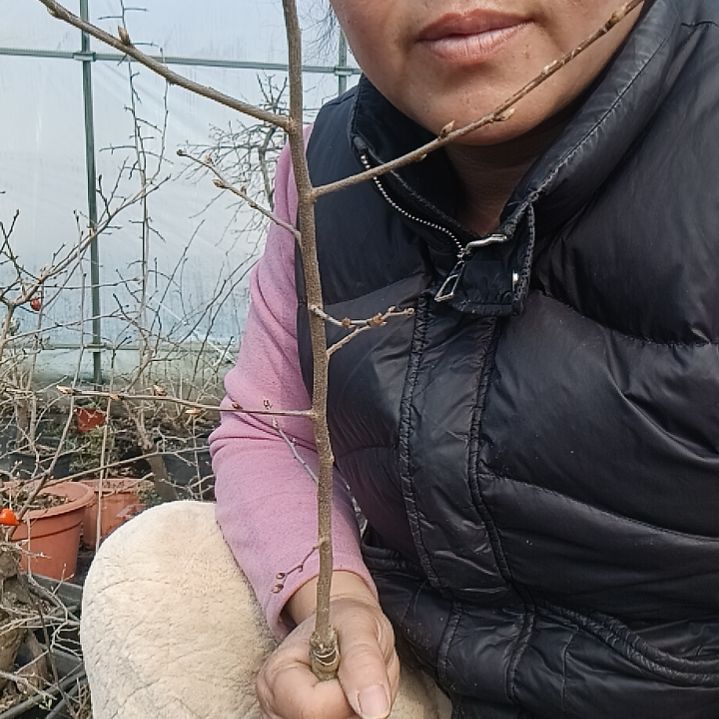 临***砖无花朵123555978688