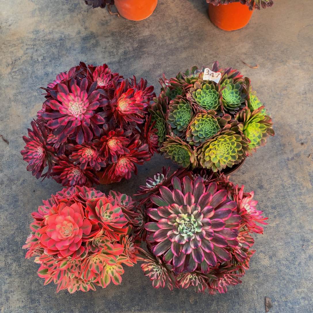 【闪购商品】张*飞347。  4颗