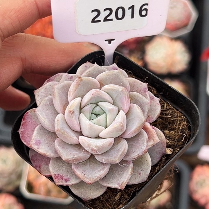 心***魅糖心。  22016号。 