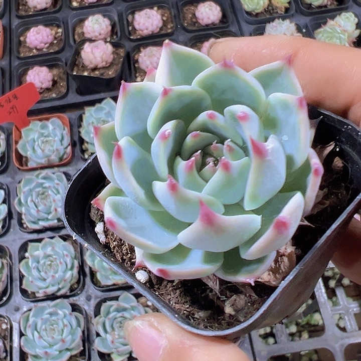 吉娃娃精品多肉植物