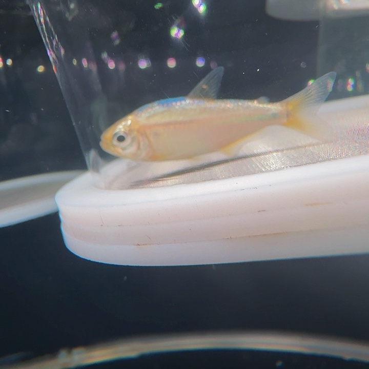 C***s灯科鱼左上缸31号白金杏月4厘米一条