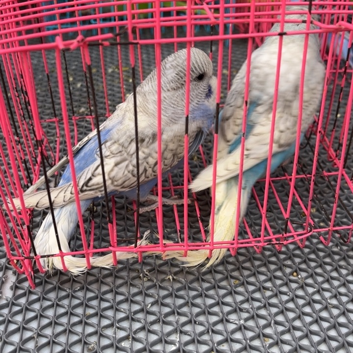 喜***羊虎皮鹦鹉虎皮鹦鹉