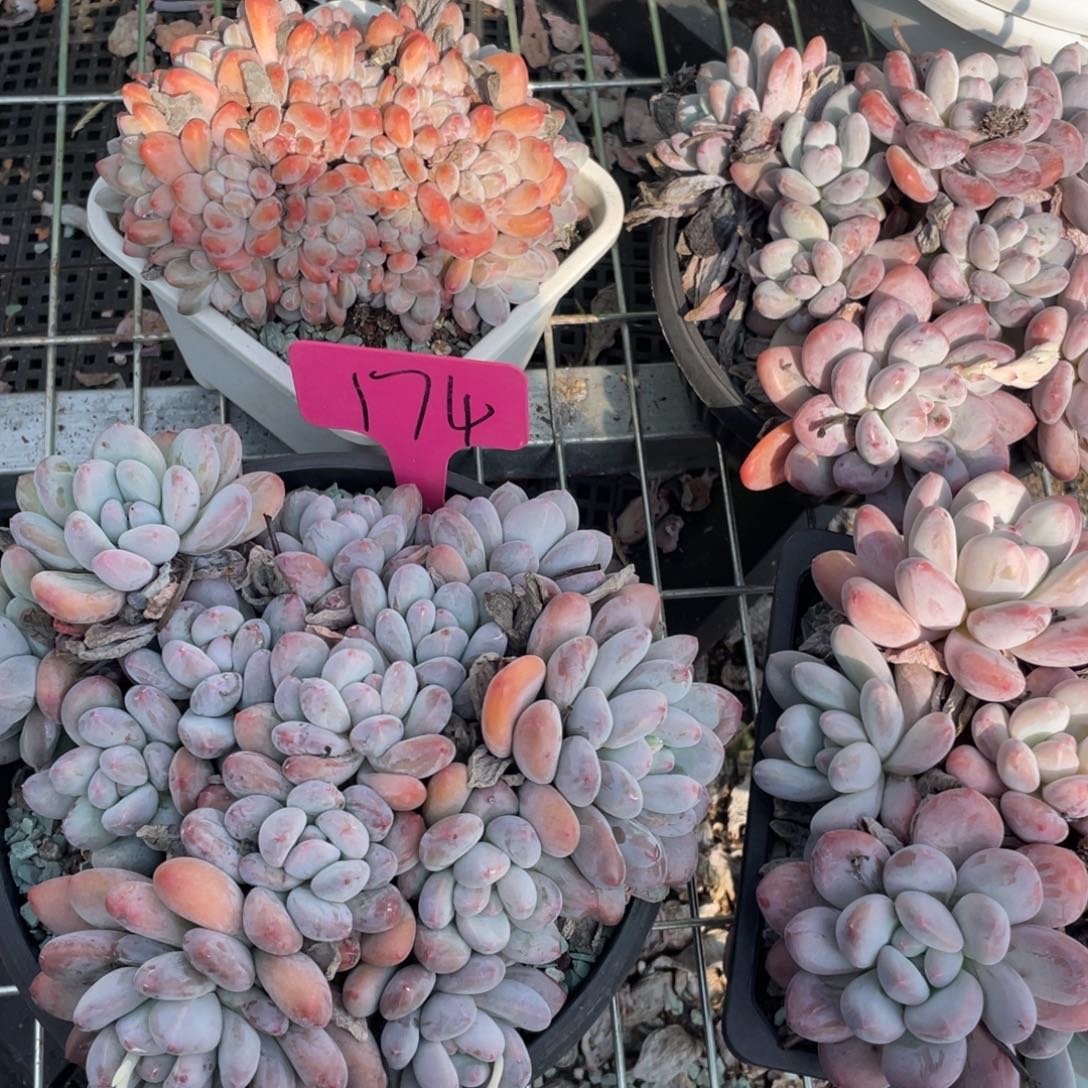 星影缀化多头群生174