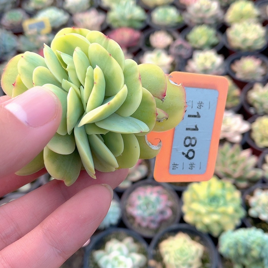 福***晚1189号多肉植物盆栽