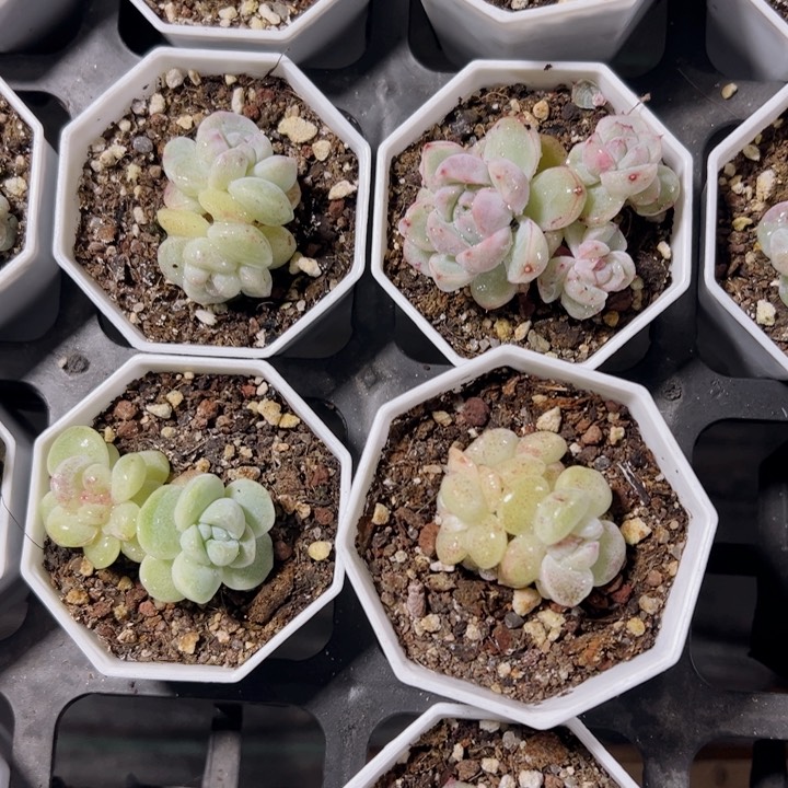王*振冰玉石化多肉植物大战