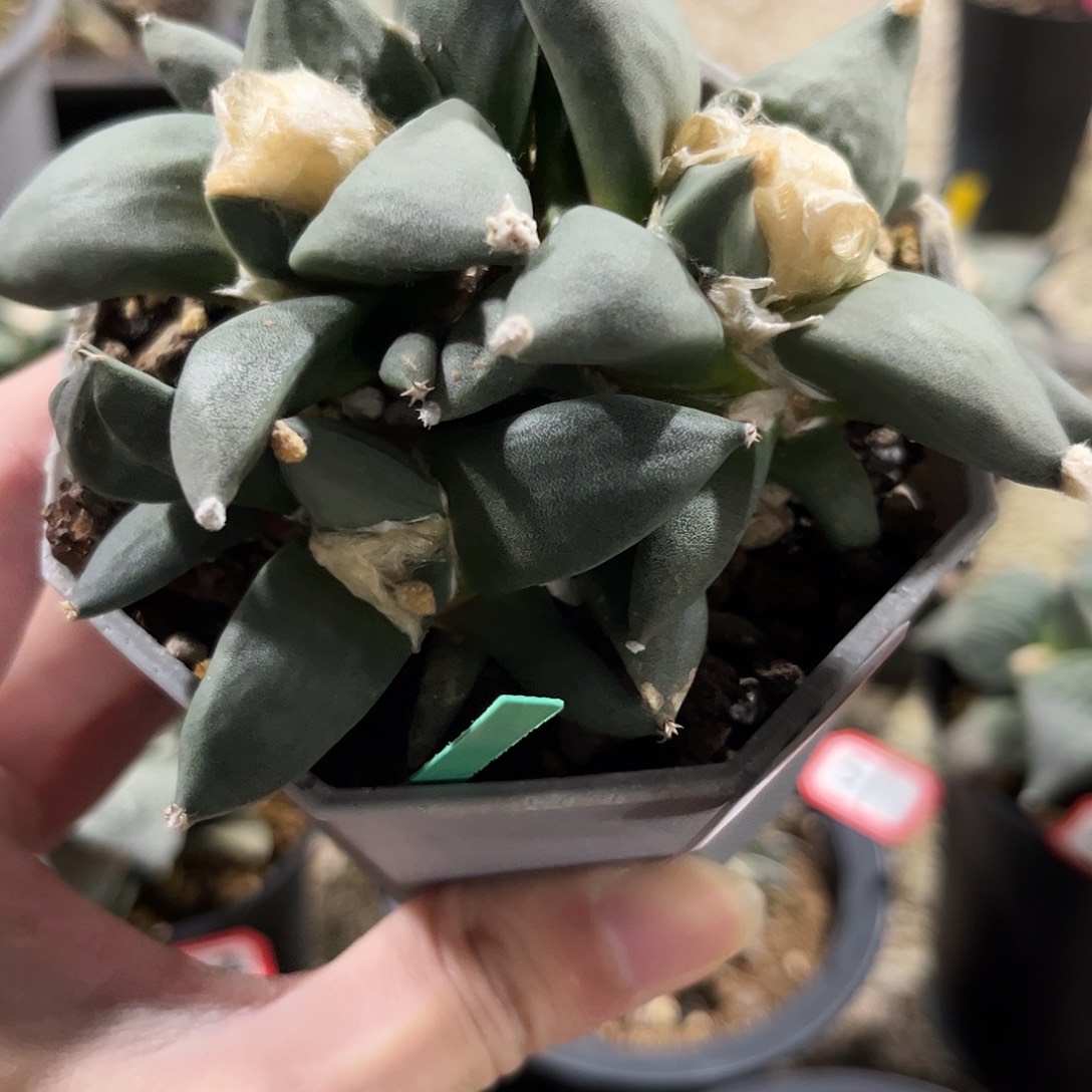 54号实生群生香蕉蛋尤