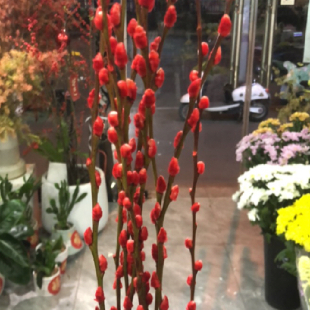 银芽柳10支装80公分