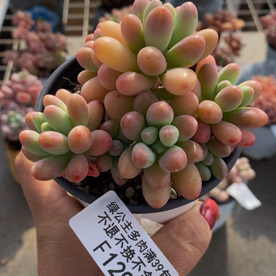 派大星129/7cm多肉