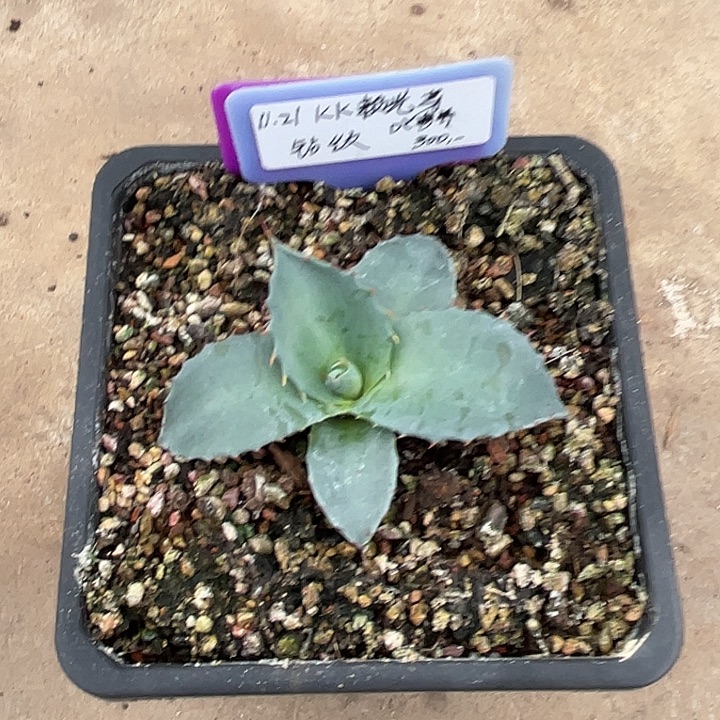 勋哥多肉KK赖光侧芽