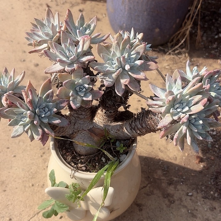 仙女杯多肉植物提取