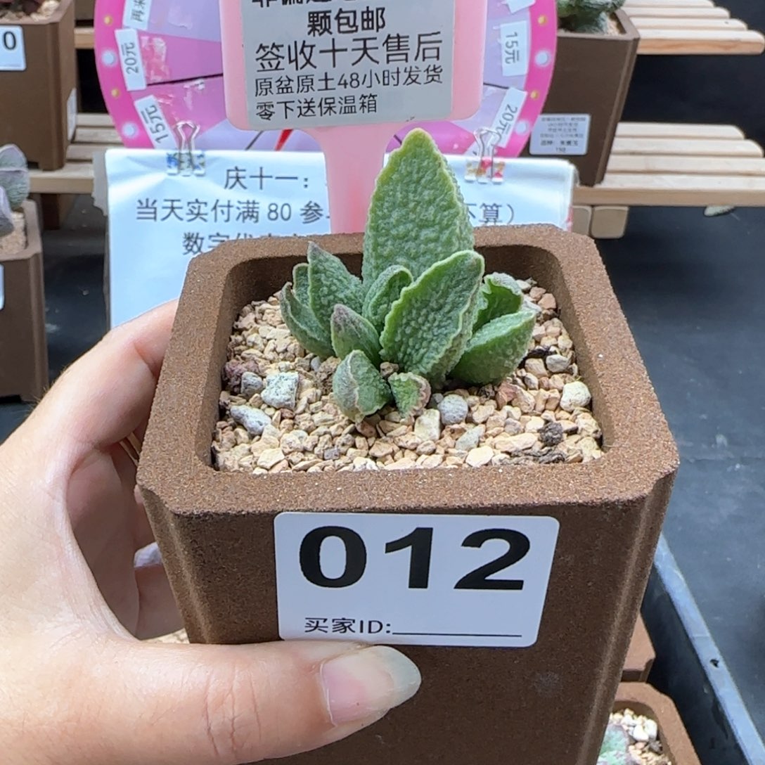012绿皮多肉植物