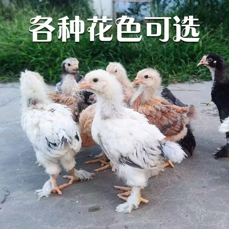 大体婆罗门观赏鸡宠物鸡