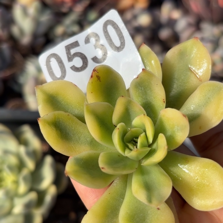 头盖锦多肉植物满18包邮当场凑单