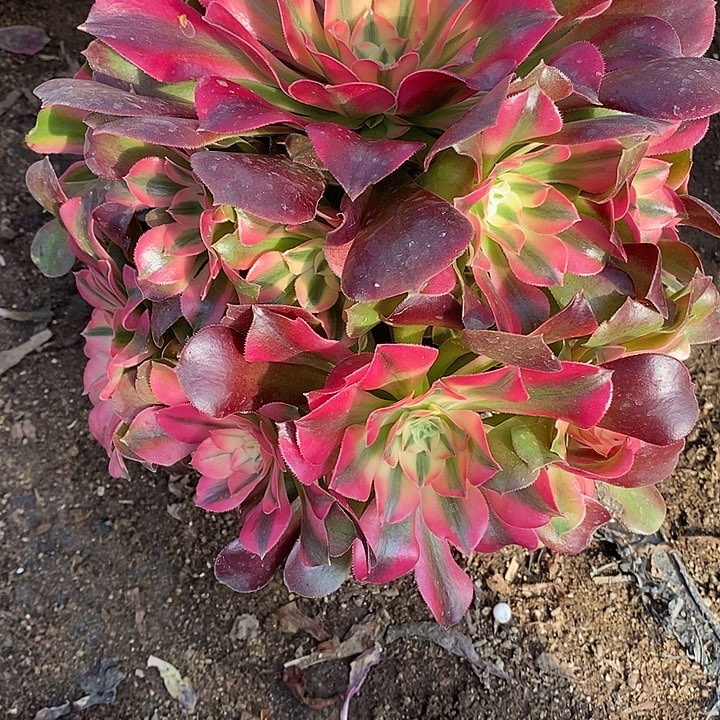 多肉植物香妃785多肉