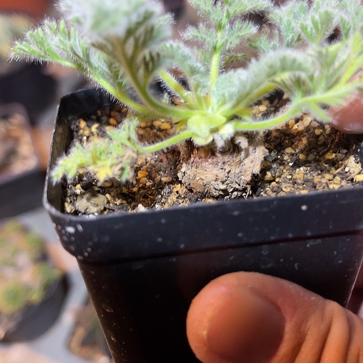 满38包邮2天凑单，脱土晾根发货多肉植物羽叶洋葵