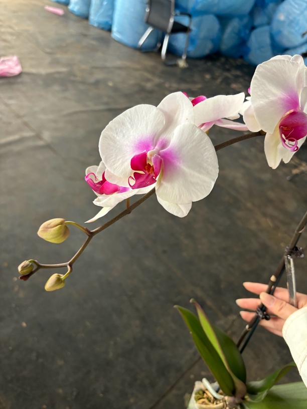 蝴蝶兰———(一线天)开花发货（全场两颗包邮只拍一颗发花后苗）