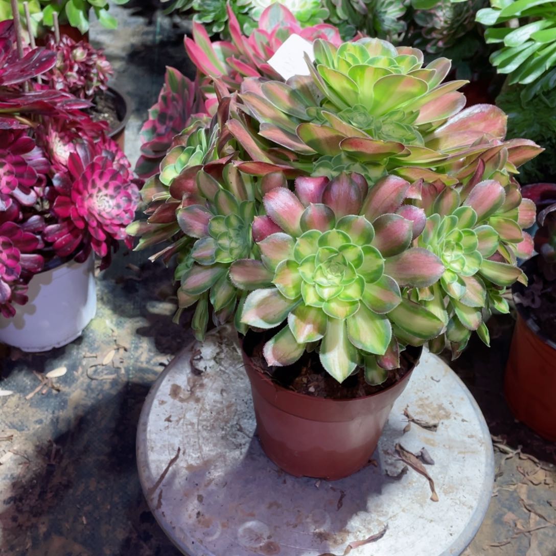 多肉植物韶华060