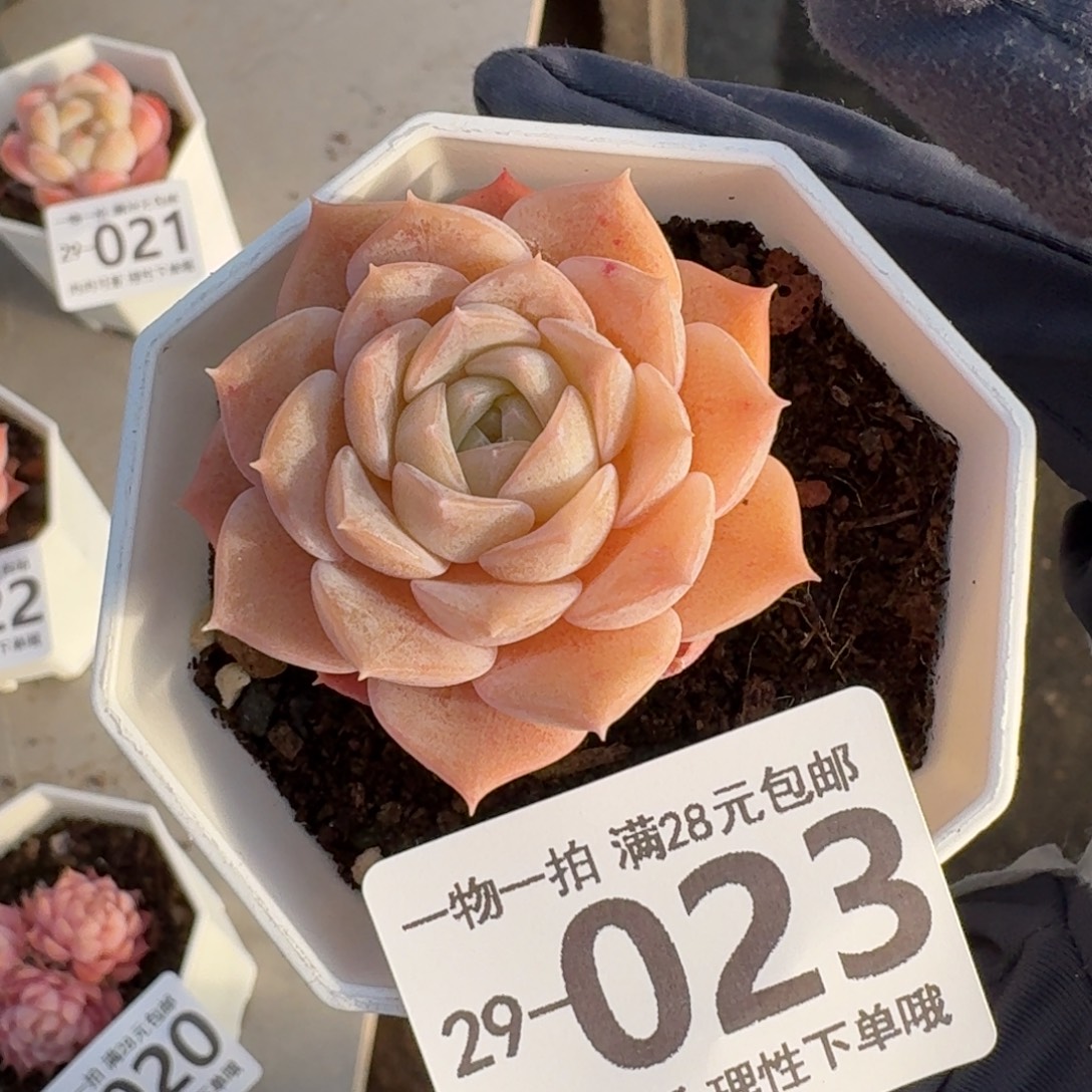 纯爱无盆土发货无