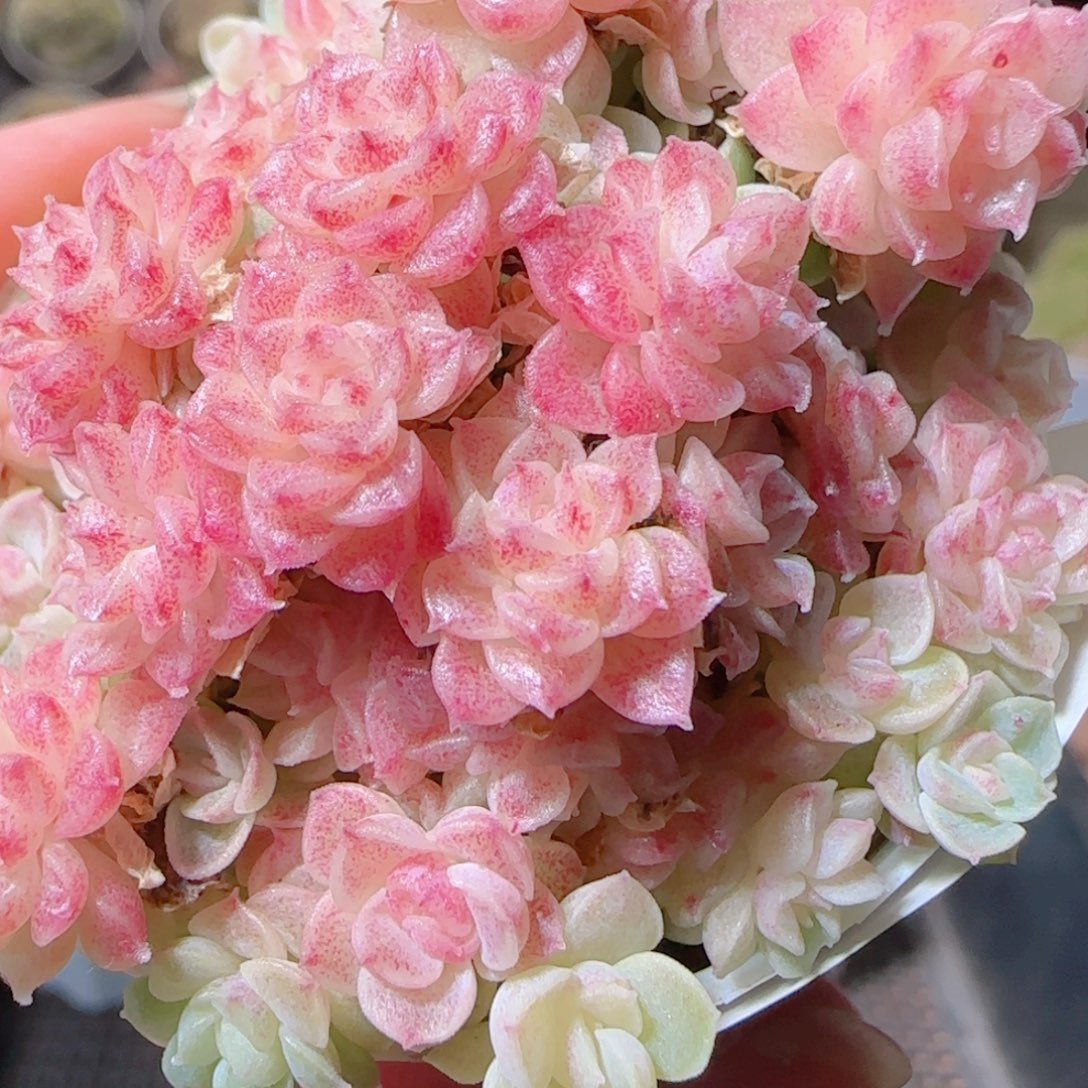 花语多肉1217-389散福利