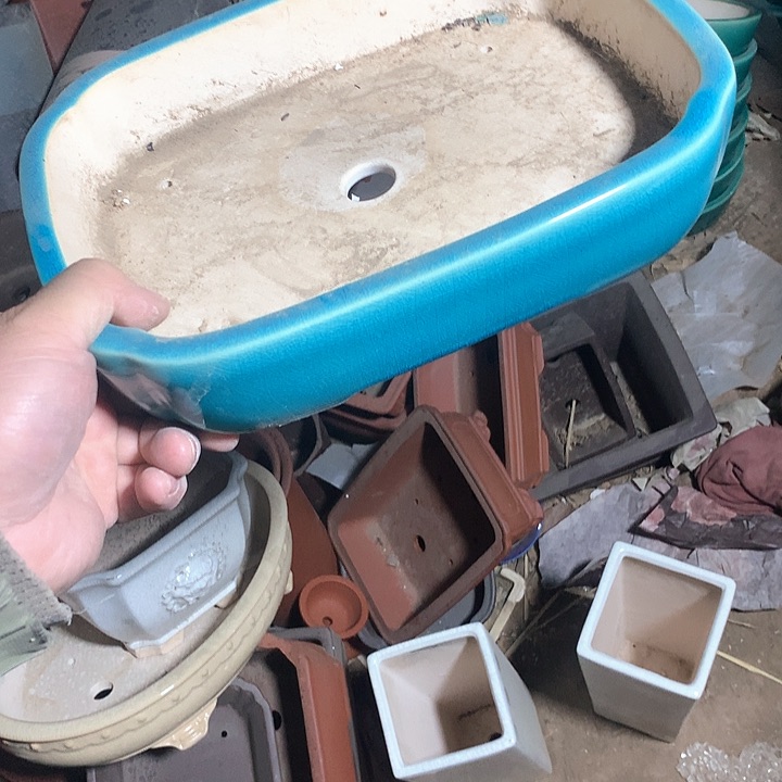 紫砂哈哈真的超级可爱哈哈哈