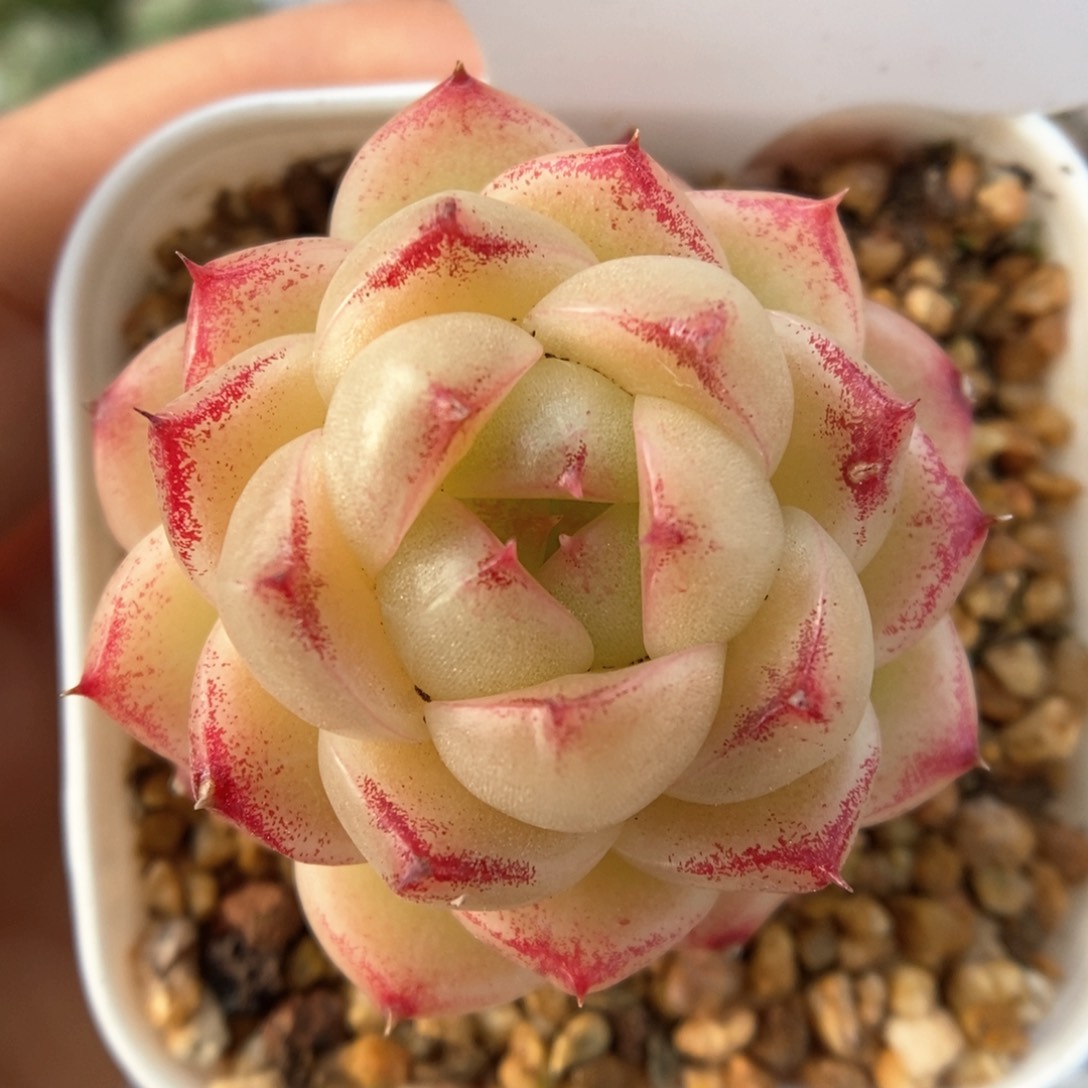 珍妮麦秆可拍590号。