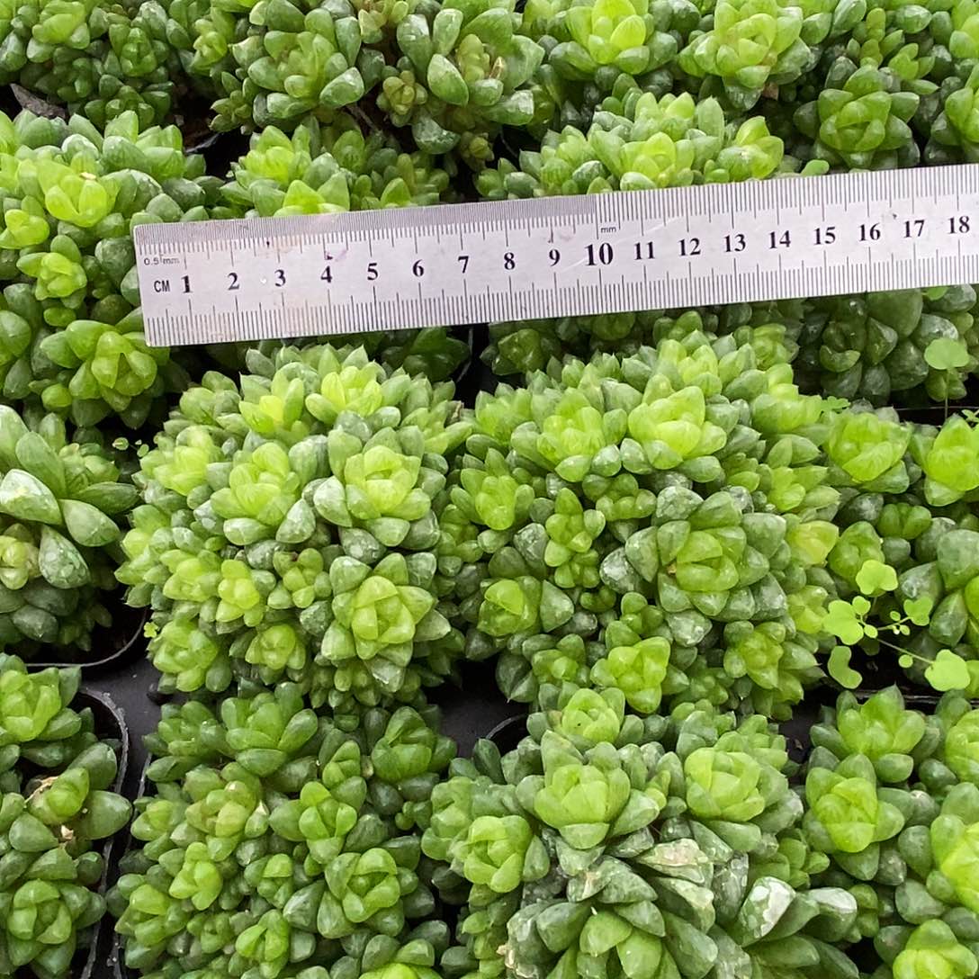 水晶雨露20头以上凑单量拍满9.9包邮