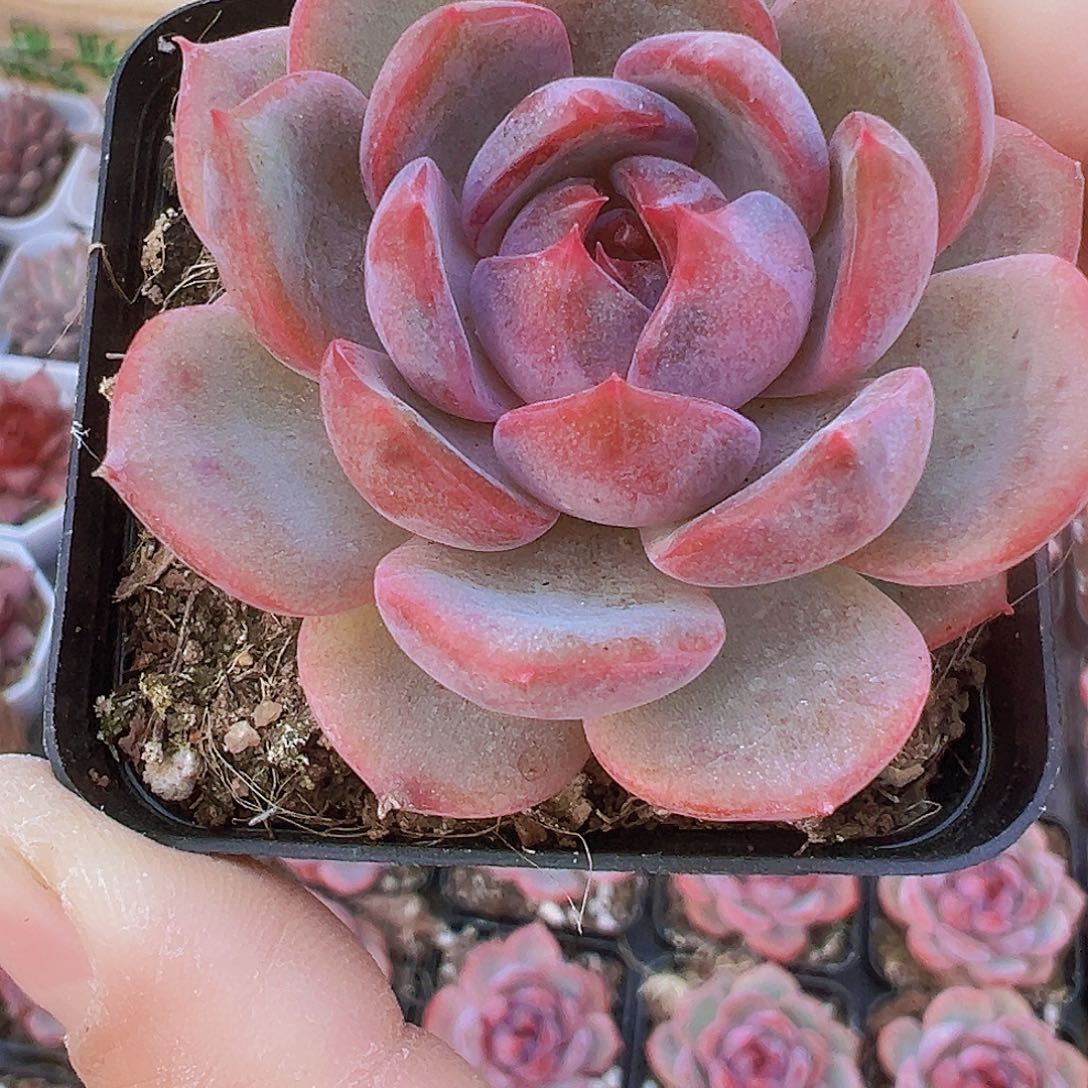 蓝莓19包邮多肉zw