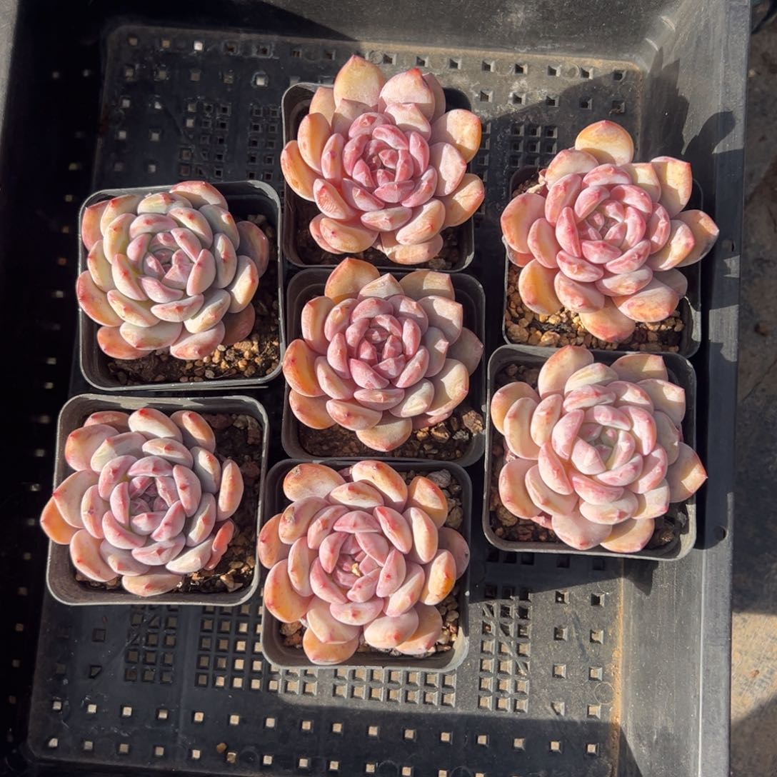 7个星影000000000000