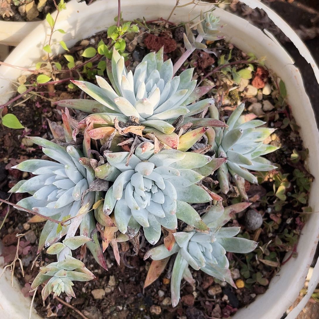 仙女杯多头老桩0895