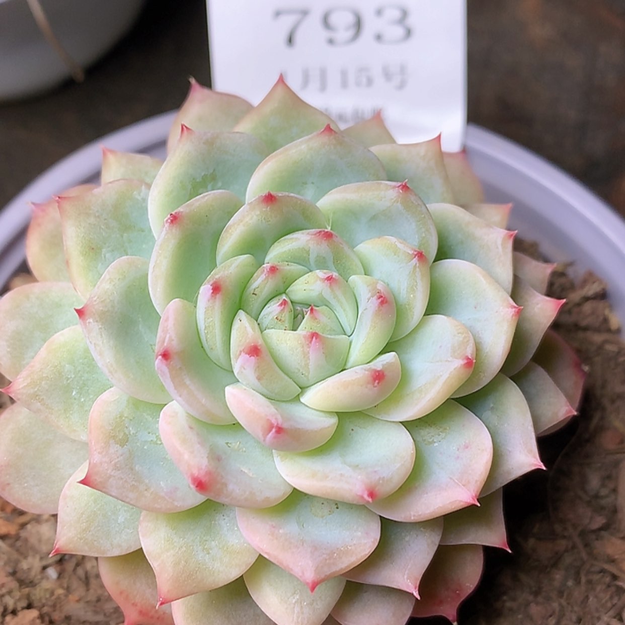 【闪购商品】云793