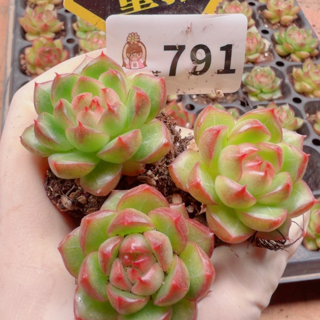 多肉植物多肉植物