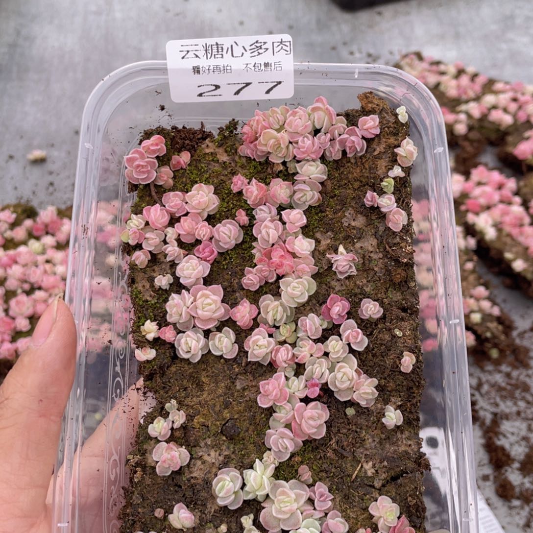 云糖心多肉植物277