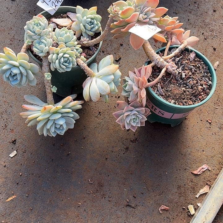 9***多肉植物一物一拍9号