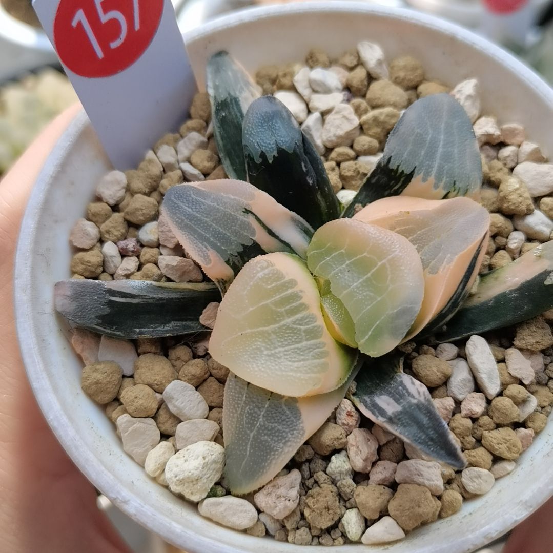 157号丸叶克锦糊斑趋势一物一拍带盆土发货