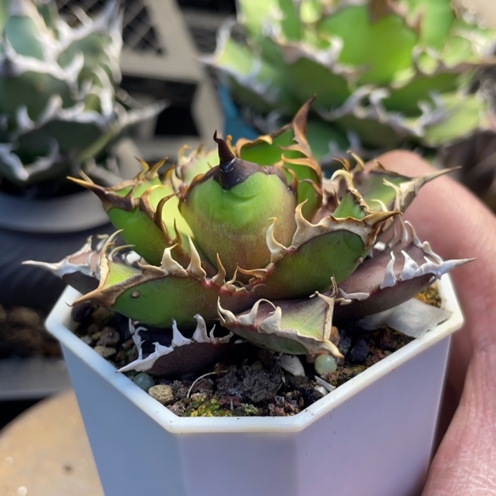 【闪购商品】灯养红猫 焦叶