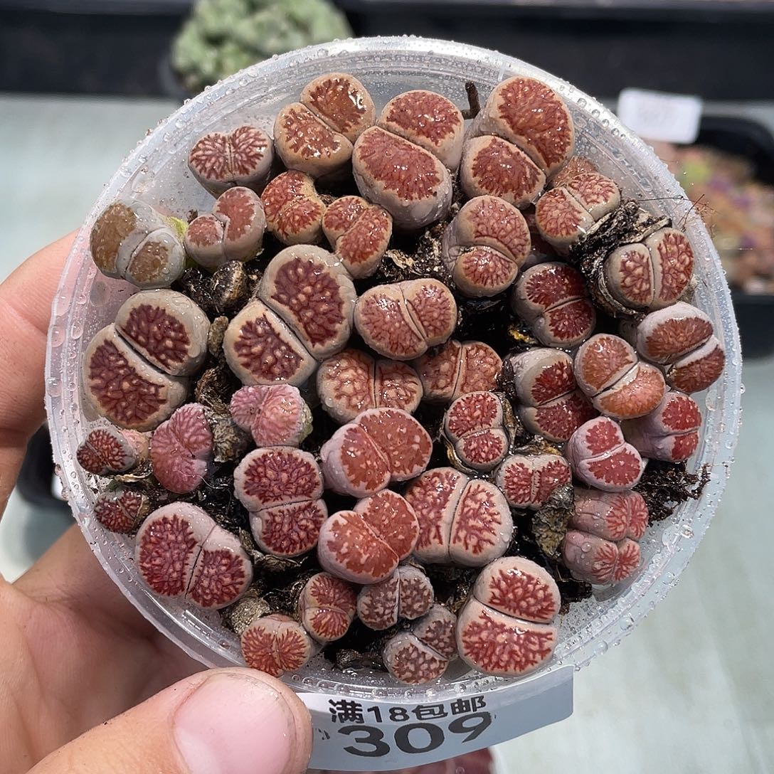 当天凑满十八元包邮生石花